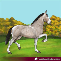 Horse Color:Gray Bay Roan Dun Splash Tobiano 
