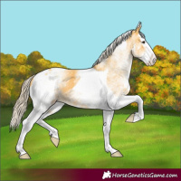 Horse Color:White Spotted Palomino Splash Tobiano 
