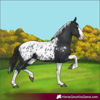 Horse Color:Black Splash Tobiano Appaloosa 