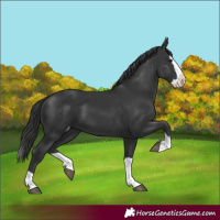 Horse Color:Black Splash Appaloosa