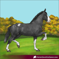Horse Color:Black Splash Varnish 