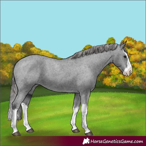 Horse Color:Black Splash Appaloosa 
