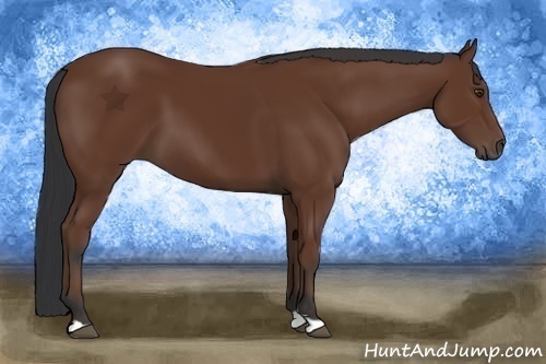 Horse Color:Bay 