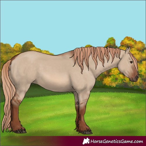 Horse Color:Red Dun 