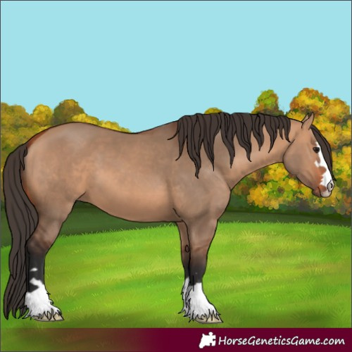 Horse Color:Bay Dun 