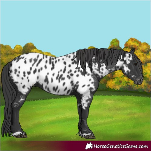 Horse Color:Black Appaloosa 