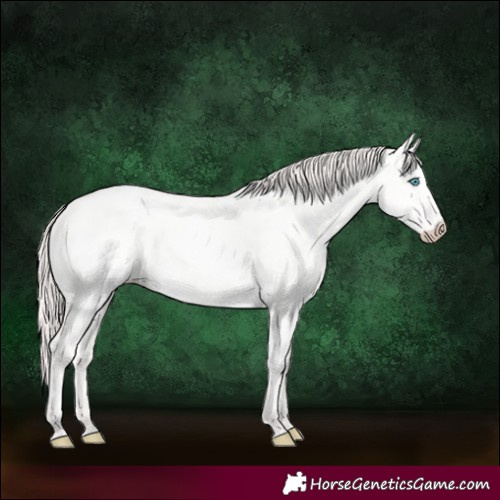 Horse Color:Perlino Dun