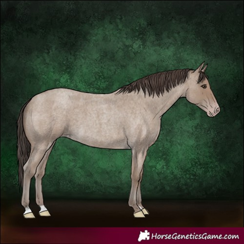 Horse Color:Classic Champagne Roan 