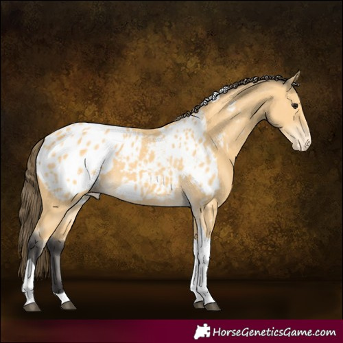 Horse Color:Buckskin Tobiano Appaloosa