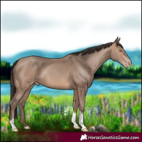 Horse Color:Sable Champagne Tobiano