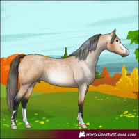 Horse Color:Gray Buckskin Roan