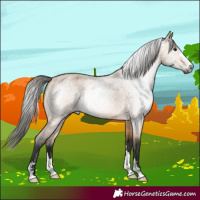 Horse Color:Gray Buckskin Roan