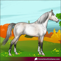 Horse Color:Gray Buckskin Roan