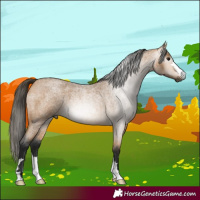 Horse Color:Gray Buckskin Roan 