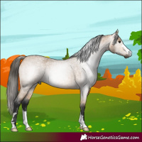 Horse Color:Gray Buckskin Roan