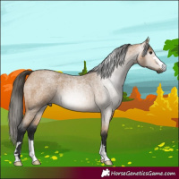 Horse Color:Gray Buckskin Roan 