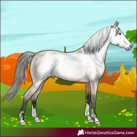 Horse Color:Gray Buckskin Roan