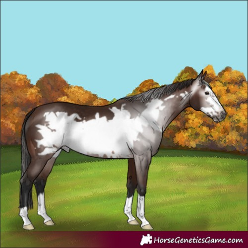 Horse Color:Gray Bay Frame 