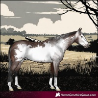 Horse Color:Gray Bay Frame 