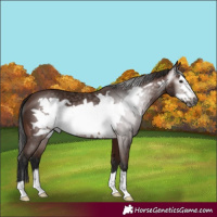 Horse Color:Gray Bay Frame 