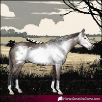 Horse Color:Gray Bay Frame 