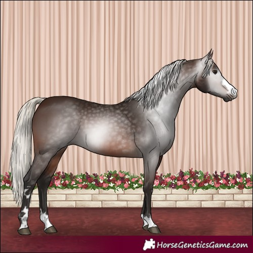 Horse Color:Gray Silver Brown 