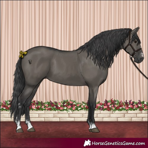 Horse Color:Grullo 