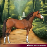 Horse Color:Bay 