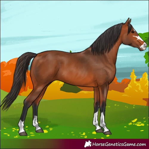 Horse Color:Bay 