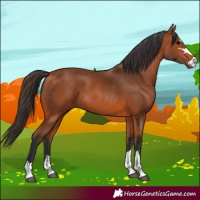 Horse Color:Bay 