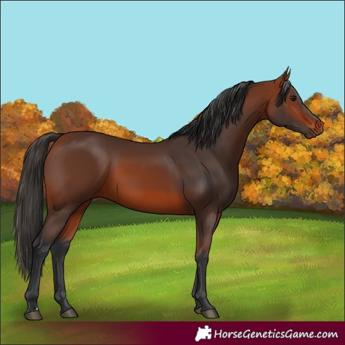 Horse Color:Bay 