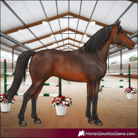 Horse Color:Bay 