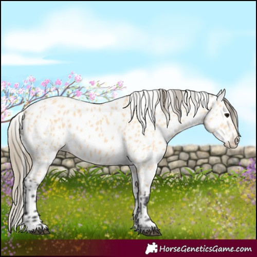 Horse Color:Buckskin Appaloosa 