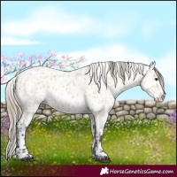 Horse Color:Buckskin Appaloosa 