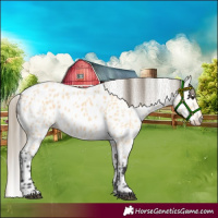 Horse Color:Buckskin Leopard