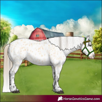 Horse Color:Buckskin Appaloosa