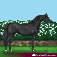 Horse Color:Black 