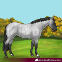 Horse Color:Blue Roan 