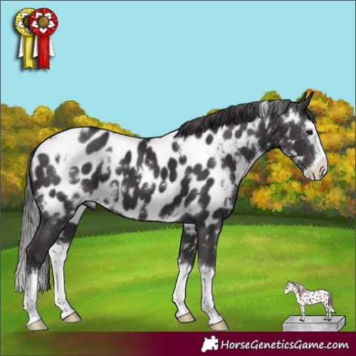 Horse Color:White Spotted Smoky Black Splash Near Leopard