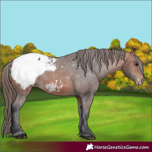Horse Color:Bay Snowcap 