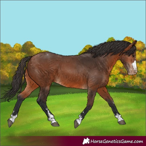 Horse Color:Bay Appaloosa 