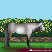 Horse Color:Gray Grullo 