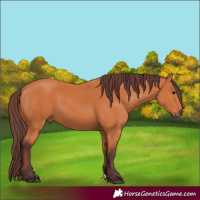 Horse Color:Chocolate Bay 