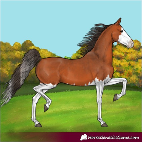Horse Color:Bay Splash