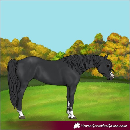 Horse Color:Black 