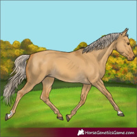 Horse Color:Palomino Dun Rabicano