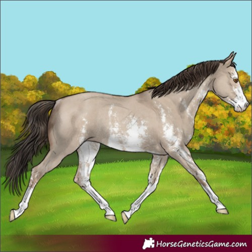 Horse Color:Classic Champagne Dun Sabino Rabicano 