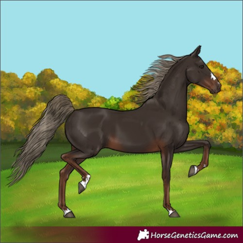 Horse Color:Liver Chestnut 