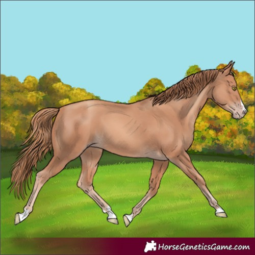 Horse Color:Gold Champagne