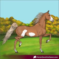 Horse Color:Chestnut Frame 